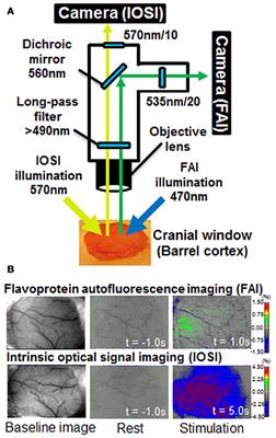Imaging of Neuronal Activity in Awake Mice by Measurements of Flavoprotein Autofluorescence Corrected for Cerebral Blood Flow